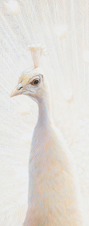 44E Peafowl