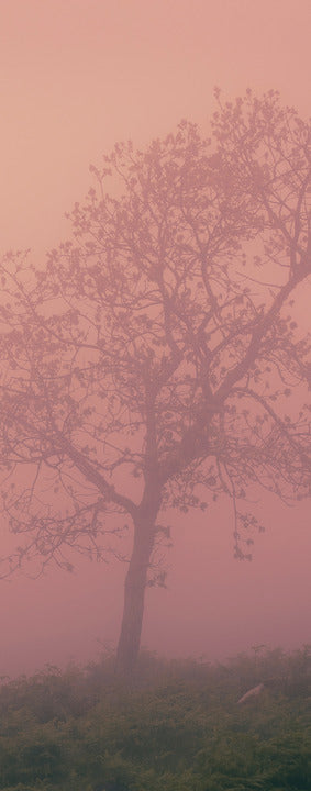 44H Tree