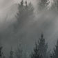 44K Forrest