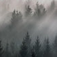 44K Forrest