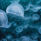 44W Jellyfish