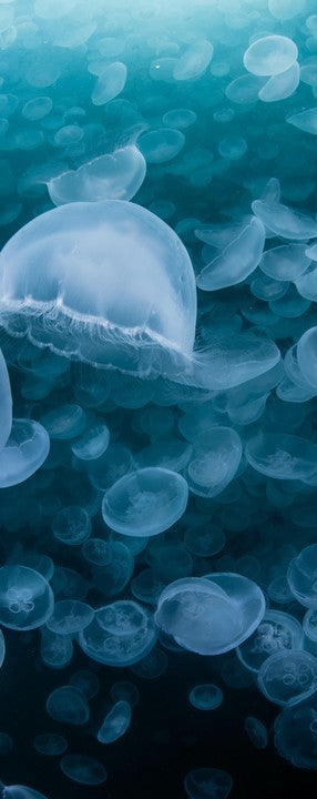 44W Jellyfish