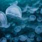 44W Jellyfish