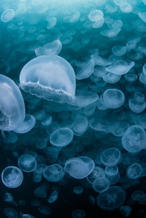 44W Jellyfish